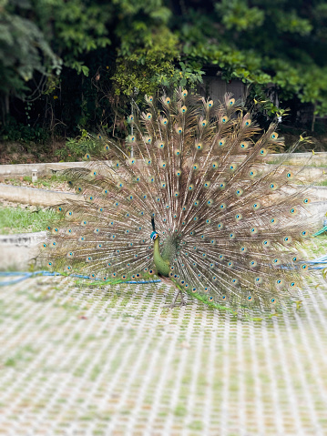 A beautiful male peacock with expanded feathers, stock photo