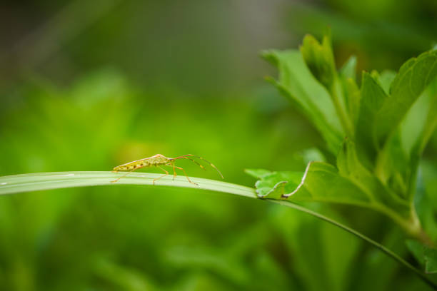 Macro photography of Rice Ear Bug (Leptocorisa oratoria) perched on plants leaf. When disturbed, the bug gives off an unpleasant smell in defense. Empty blank copy text space.