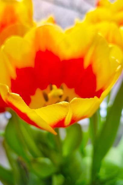 Close-up of tulip (Tulipa) flower.