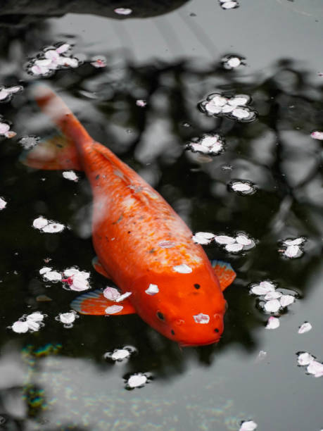 istock Koi carp under the water of cherry blossom petals 2148355849