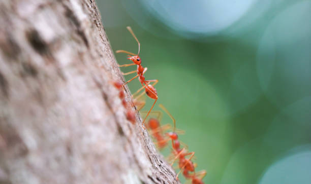 istock Ant in nature with macro photography 2148355850