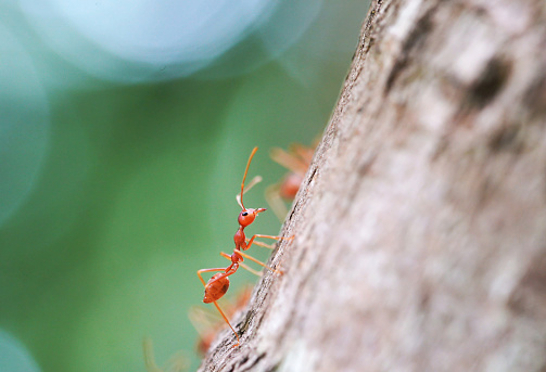Ant in nature with macro photography