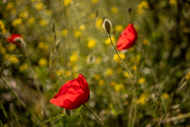 red poppies are on field horizontal landscape close up still