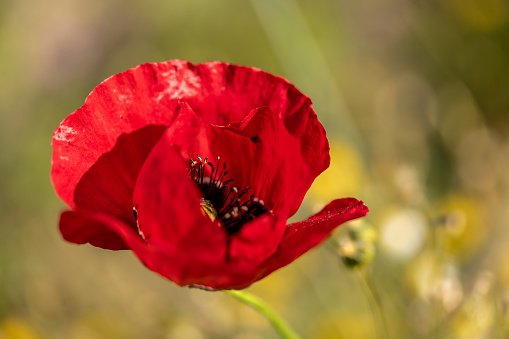 Red Poppy and Bud - field flowers summer