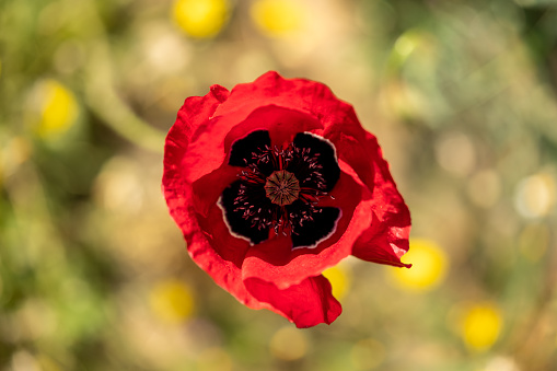 red poppy close up high angle of view horizontal nature still