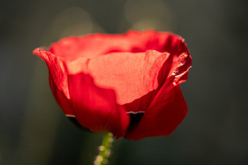 red poppy close up dark background horizontal nature still