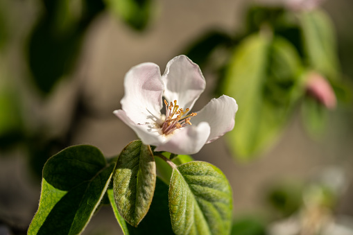 white quince flower close up horizontal still