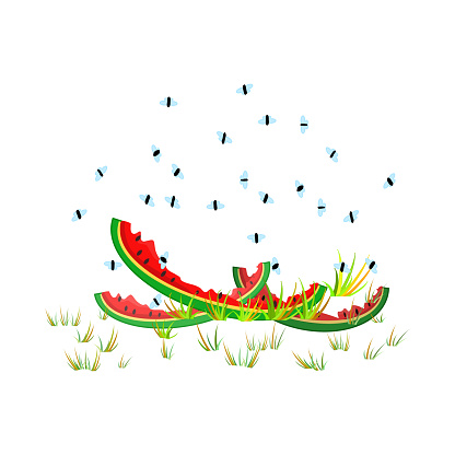 Flies flying above peeled melon in grass. Organic waste or kitchen leftovers and pest. Stock vector illustration