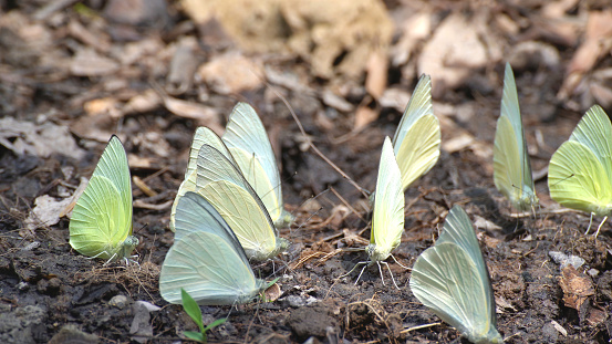 Group of yellow butterfly setting feeding on the ground