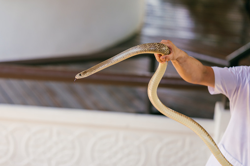 South Asian cobra or spectacle in Sri Lanka