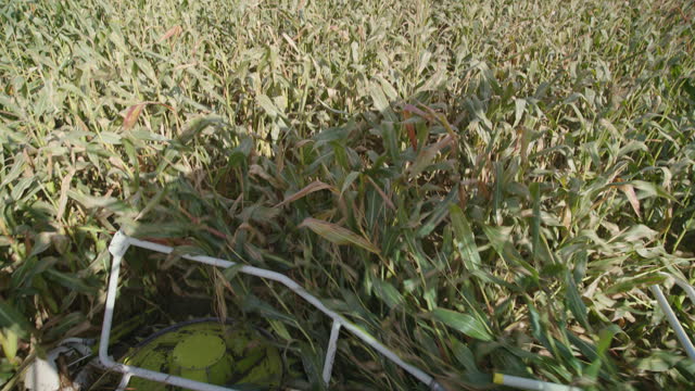 Efficient Corn Silage Harvest in Sweeping Farmland