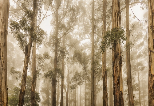 Tall gum trees in the mist