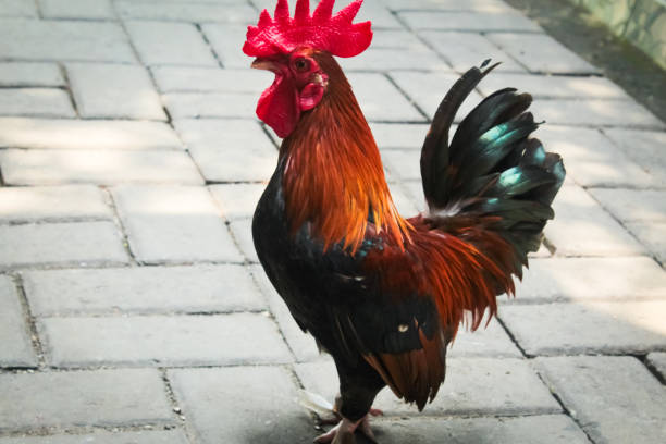 istock close up of red rooster 2148357298
