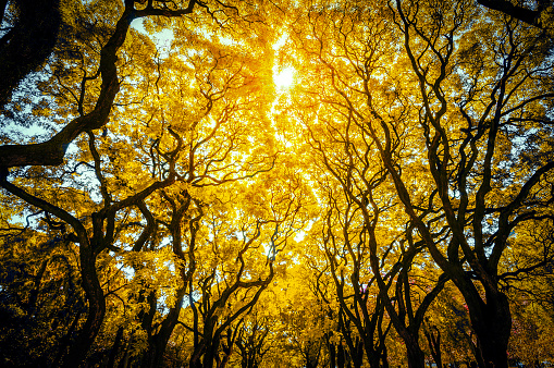 Golden Glow: A Brilliant Ray of Light Pierces Through the Canopy of Yellow-Leafed Trees in a Buenos Aires Park, Casting a Radiant and Ethereal Illumination Amidst the Autumn Foliage.