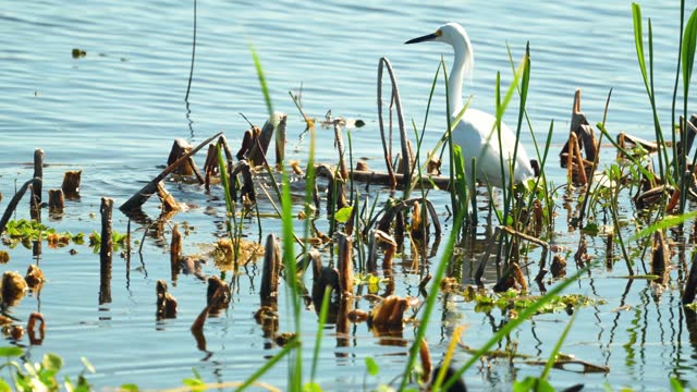 Snowy egret and pied-billed grebe hunting eating in Florida marsh wetlands 4k