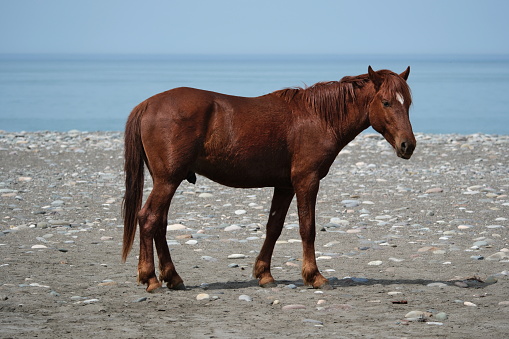A wild horse grazes on a grassy sand dune