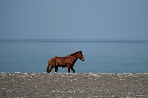 Brown horse standing on the shore of the Black Sea