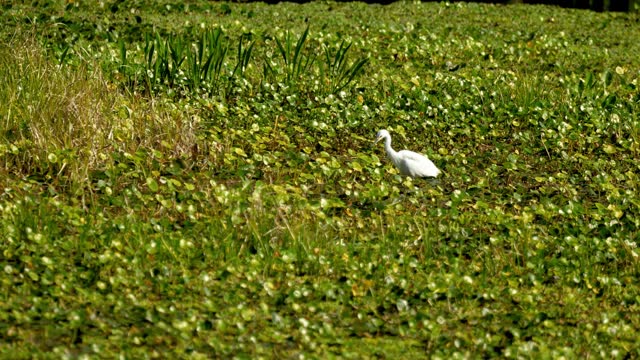 Snowy egret hunting in shallow Florida marsh wetlands with pennywort vegetation 4k