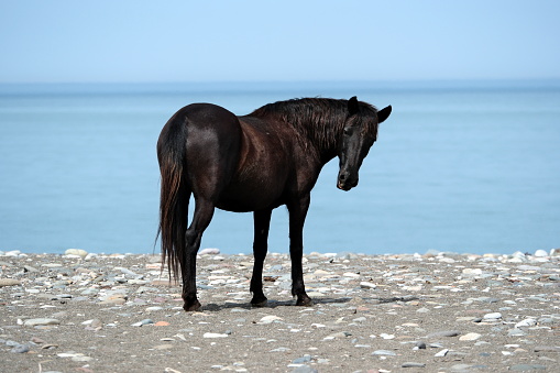 Horse on the beach. Black horse standing on the shore of the Black Sea