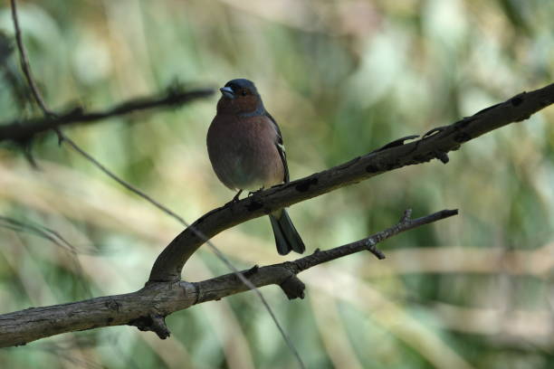 istock Chaffinch, Fringilla coelebs, single bird on branch 2148358363