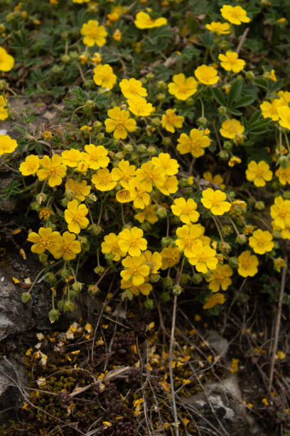 istock yellow small flowers grow in the forest 2148358609