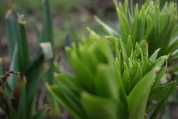 green plant in garden closeup,\ngarden, plant, background, closeup, foliage, leaf, tree, texture, nature, green, macro, landscape, abstract, wallpaper, natural, grow, organic, forest, environment, clean, backdrop, spring, freshness, pattern, wall, print, veins, tropical, grandleaf seagrape, vegetation background,