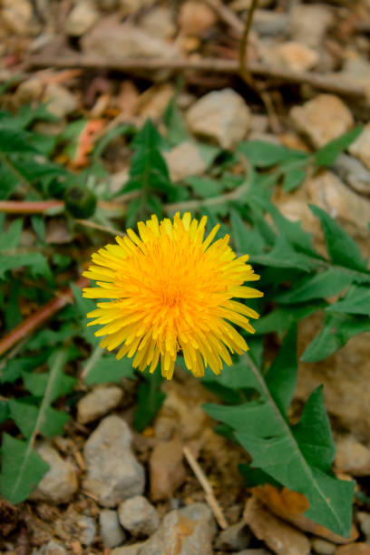 istock beautiful dandelion grows on stones 2148358819