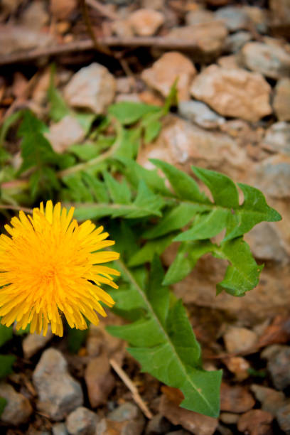 istock the crimson flower grows on a hill among the stones 2148358888