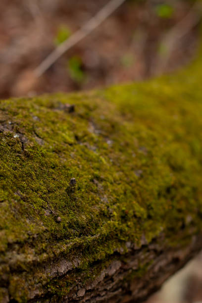 beautiful green moss