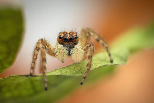 istock Jumping spider macro closeup shot  on a yellow leaf 2148359254