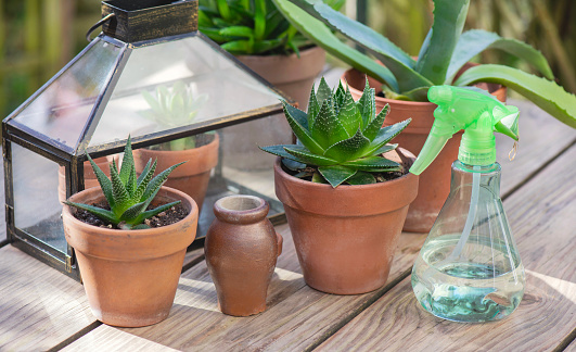 different suculent plants in flower pots with a mini greenhouse on wooden table