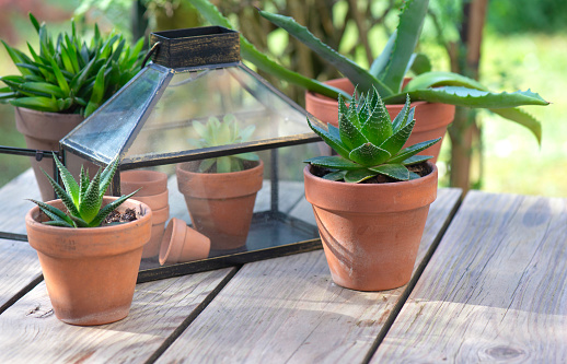 different suculent plants in flower pots with a mini greenhouse on wooden table