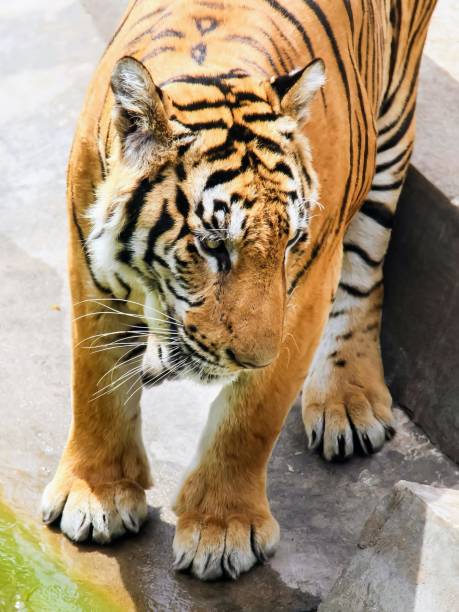 istock a photography of a tiger walking on a ledge next to a pool. 2148359470