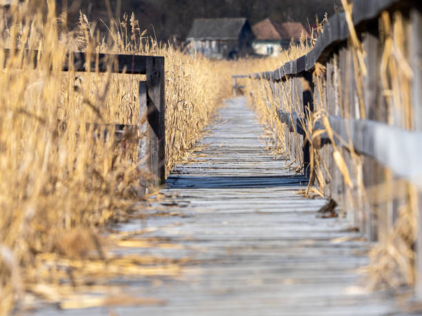 Path placed between reed in the swamp in Sic reservation village Cluj County Romania