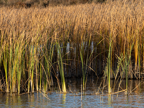 Swamp cattails Typha angustifolia Broadleaf reeds on a lake