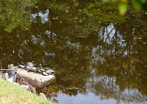 Red-eared slider turtles sunbathing on a stone in a pond with copy space.