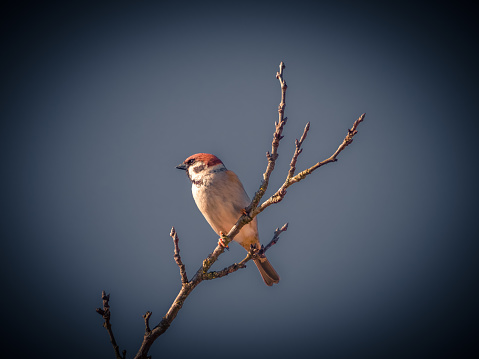 Portrait of a small bird sitting on a branch without leaves