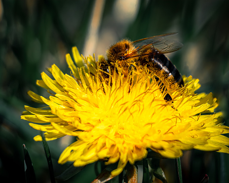 pollination season honey bee working on a dandelion flower with natural blurred background closeup view