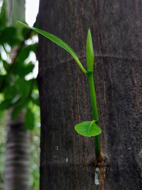 istock a photography of a plant growing from a tree trunk. 2148360444