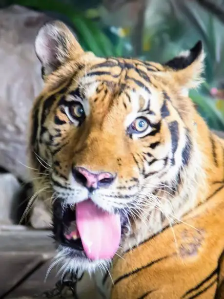 a photography of a tiger with its tongue out and its mouth open.