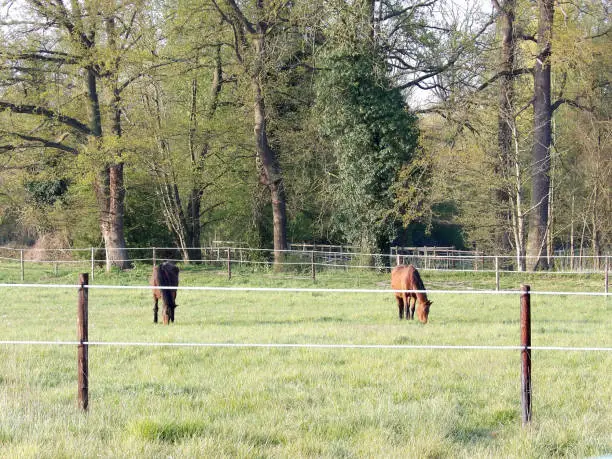 Two horses who are always usually grazing in green field
