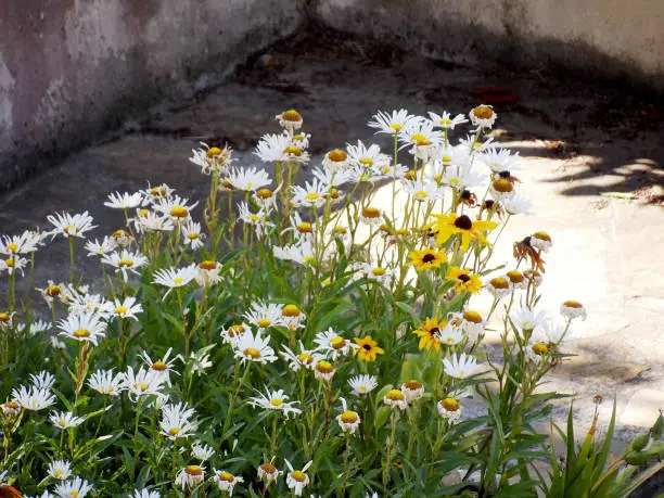 A group of various bloomed tall flowers shooted with a corner ground angle in the background