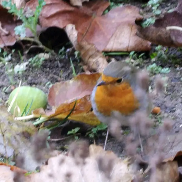 One red chest bird on the ground in a square photography