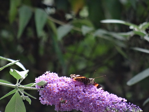 one perched butterfly on lilac flore shooted focused on foreground in nature