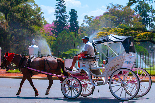 Vintage Ride: Man Riding a Horse-Drawn Carriage in a Buenos Aires Public Park, Recreating the Nostalgic Elegance of a Bygone Era Amidst the Urban Oasis.