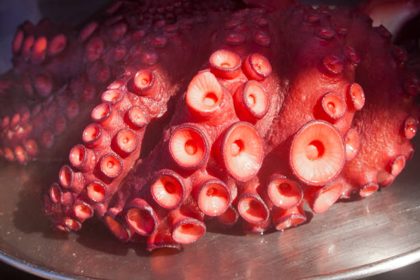 Boiled octopus close up on a plate,ready to prepare \