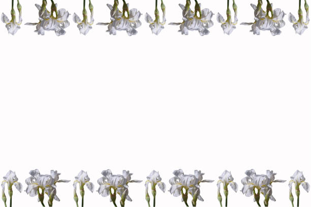 istock background, pattern, white, flowers, plants, spring, nature, flowering, petals, colors, 2148361810