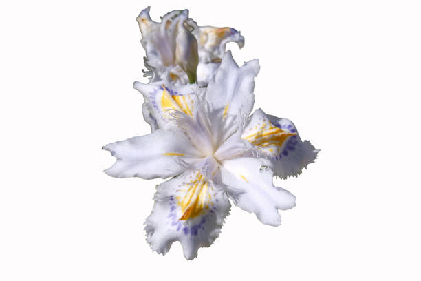 Yellow Bearded Iris Close-up