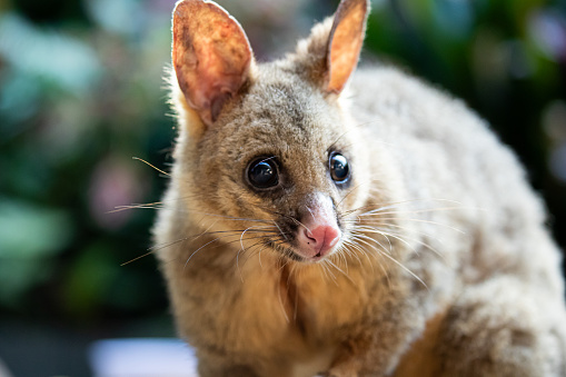 The brushtail possum (Trichosurus vulpecula), a nocturnal and arboreal marsupial native to Australia and New Zealand, is known for its distinctive bushy tail, adaptable urban lifestyle, and herbivorous diet consisting of leaves, fruits, and insects.
