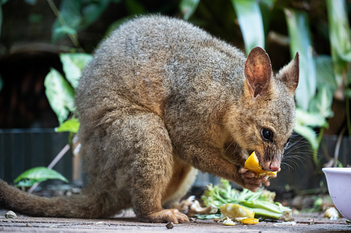 The brushtail possum (Trichosurus vulpecula), a nocturnal and arboreal marsupial native to Australia and New Zealand, is known for its distinctive bushy tail, adaptable urban lifestyle, and herbivorous diet consisting of leaves, fruits, and insects.